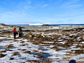 Backdrop of Icebergs in the Disko Bay