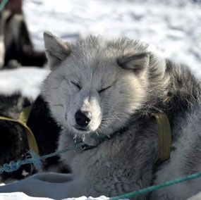 Greenlandic Dog (c. Íris)