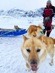 Dogs are Not That Easy to Handle!