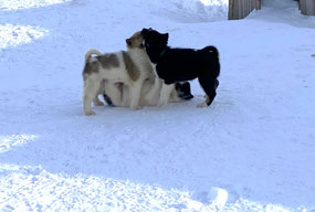 Huskie Puppies - Cute