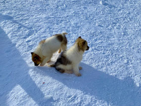 Lovely to See These Puppies Running Free