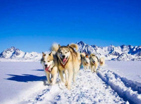 These Dogs can Really Fly (c. PolarQuest)