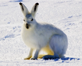 Arctic Hare (c. One Earth)