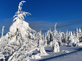 Frozen Taiga of Yakutian Siberia