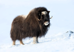 Musk Ox (c. World Atlas)