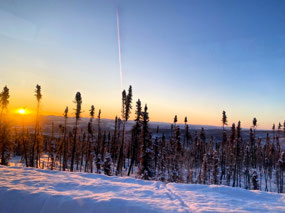 Sickly Spruce Near Eagle Plains