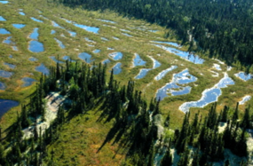 String Bog (c. Flikr)