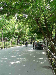 Leafy Plane Tree Lined Roads of Esfahan 