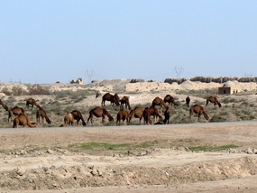 Wild Camels Around Merv