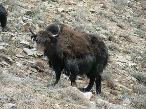 Yaks Near Shandur