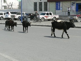Cattle Casually Brouse Through Tashkorgan