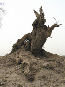 A Desert Devil Gestures to us in the Taklamakan