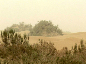 "Hairy Mounds" in the Taklamakan Desert