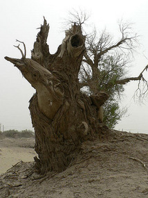 Starkly Grotesque Desert  Poplar