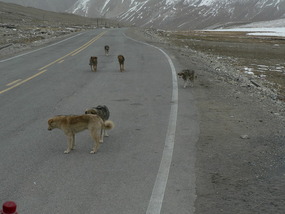 Guard Dogs, Chinese Immigration, Khunjerab Pass