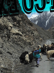 A Herd of Yaks on the Karakoram "Highway"