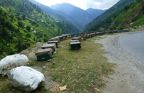 Ubiquitous Bee Hives on Our Way to Naran