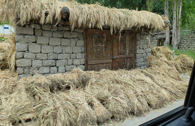 Drying Harvested Barley
