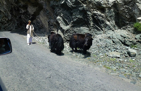 Yaks on our Way to Chilas