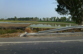 Paddy Rice Fields on the Way to Wagah