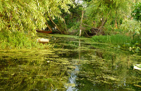 Hidden Back Waters of Dal Lake 
