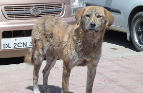 One of the Numerous Homeless Dogs in Leh