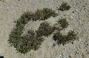 Tough Desert Vegetation