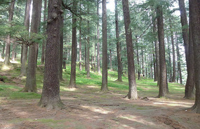 Deodar Trees, Hadimba Temple