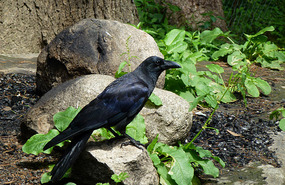 Magnificent Raven at Hadimba
