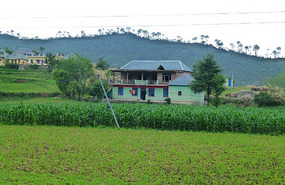 Farm Houses and Maize Crops Around Mandi