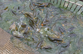 Frenzy of Fish at Lake Rawalsar