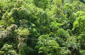 Luxuriant Moist Forest on the Way to Mandi