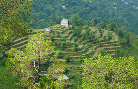 Terraced Farms Around Mandi District