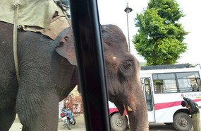 Elephant Transport in Jaipur