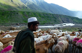 Nomad and Goats Along the Road Outside Naran