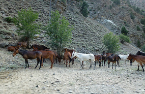 Police Horses and Mules Near Astore