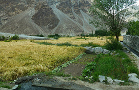 Ripe Barley Crops on Way to Khaplu