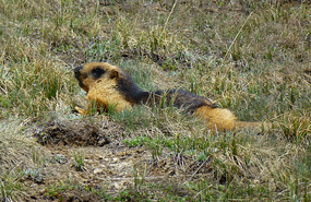 Golden Marmot, Deosai Plains National Park