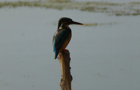 Kingfisher Outside our House Boat