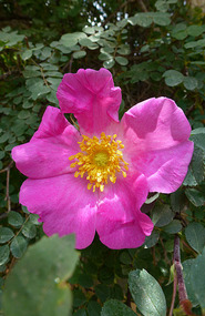 Desert Rose, Leh