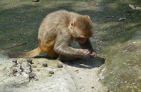 Curious Monkey at Shimla
