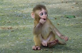 Cute Baby Monkey at Shimla