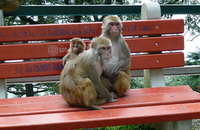 Monkey Family at Shimla