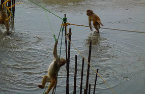 Monkey Fun at Shimla