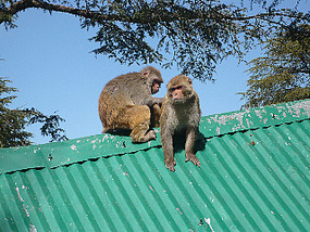More Monkeys (courtesy Peter Roberts)