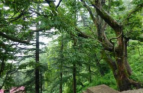 Steep Rainforest Surrounding Shimla