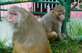 Unfriendly Couple at Shimla