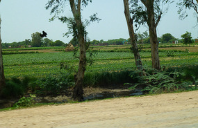Healthy Cereal Crops Toward Jaipur