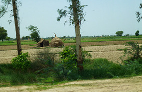Curious Pinched Peaks of the Thatched Cottages