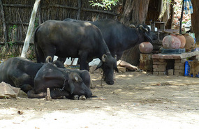 The Magnificent and Ubiquitous Water Buffalo